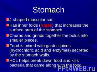 Stomach J-shaped muscular sacHas inner folds (rugae) that increases the surface