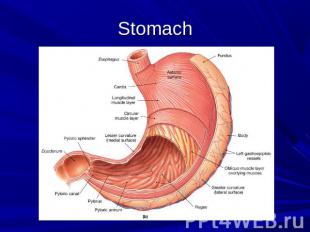 Stomach