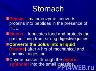 Stomach Pepsin – major enzyme; converts proteins into peptides in the presence o