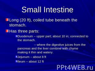 Small Intestine Long (20 ft), coiled tube beneath the stomach.Has three parts:Du