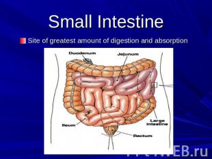 Small Intestine Site of greatest amount of digestion and absorption