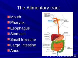 The Alimentary tract MouthPharynxEsophagusStomachSmall IntestineLarge IntestineA