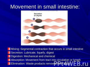 Movement in small intestine: Mixing: Segmental contraction that occurs in small