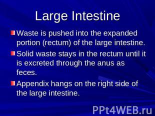 Large Intestine Waste is pushed into the expanded portion (rectum) of the large