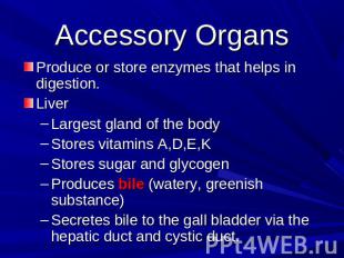 Accessory Organs Produce or store enzymes that helps in digestion. Liver Largest
