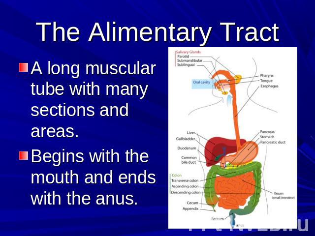 The Alimentary Tract A long muscular tube with many sections and areas.Begins with the mouth and ends with the anus.