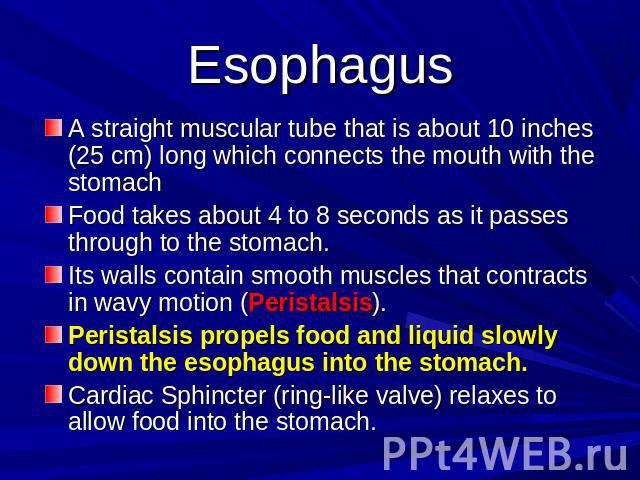 Esophagus A straight muscular tube that is about 10 inches (25 cm) long which connects the mouth with the stomachFood takes about 4 to 8 seconds as it passes through to the stomach.Its walls contain smooth muscles that contracts in wavy motion (Peri…