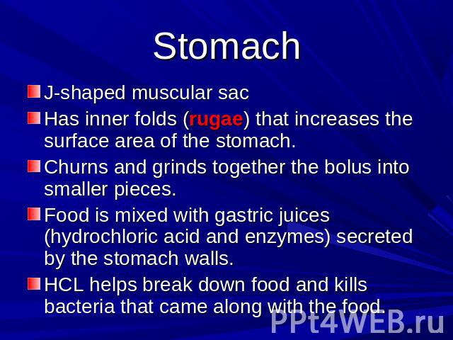 Stomach J-shaped muscular sacHas inner folds (rugae) that increases the surface area of the stomach.Churns and grinds together the bolus into smaller pieces.Food is mixed with gastric juices (hydrochloric acid and enzymes) secreted by the stomach wa…