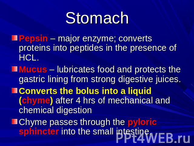 Stomach Pepsin – major enzyme; converts proteins into peptides in the presence of HCL.Mucus – lubricates food and protects the gastric lining from strong digestive juices.Converts the bolus into a liquid (chyme) after 4 hrs of mechanical and chemica…