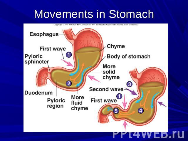 Movements in Stomach