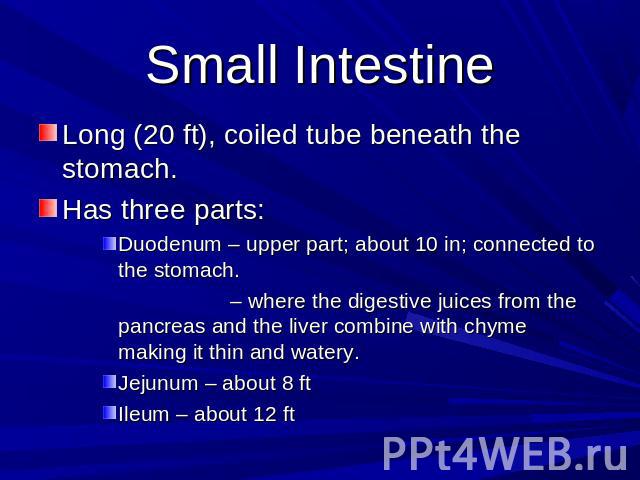 Small Intestine Long (20 ft), coiled tube beneath the stomach.Has three parts:Duodenum – upper part; about 10 in; connected to the stomach.– where the digestive juices from the pancreas and the liver combine with chyme making it thin and watery. Jej…