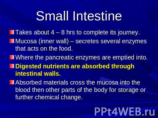 Small Intestine Takes about 4 – 8 hrs to complete its journey.Mucosa (inner wall) – secretes several enzymes that acts on the food.Where the pancreatic enzymes are emptied into.Digested nutrients are absorbed through intestinal walls.Absorbed materi…
