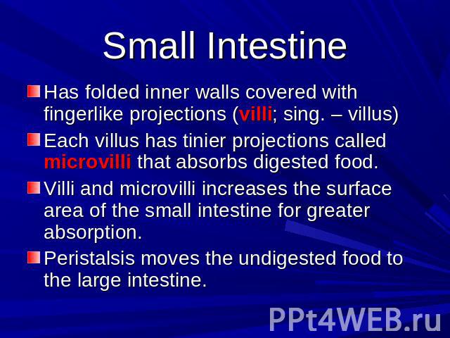 Small Intestine Has folded inner walls covered with fingerlike projections (villi; sing. – villus)Each villus has tinier projections called microvilli that absorbs digested food.Villi and microvilli increases the surface area of the small intestine …