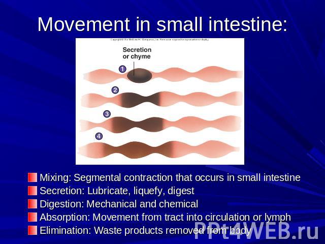 Movement in small intestine: Mixing: Segmental contraction that occurs in small intestineSecretion: Lubricate, liquefy, digestDigestion: Mechanical and chemicalAbsorption: Movement from tract into circulation or lymphElimination: Waste products remo…