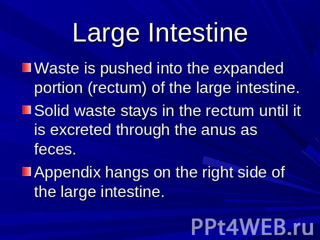Large Intestine Waste is pushed into the expanded portion (rectum) of the large intestine.Solid waste stays in the rectum until it is excreted through the anus as feces.Appendix hangs on the right side of the large intestine.