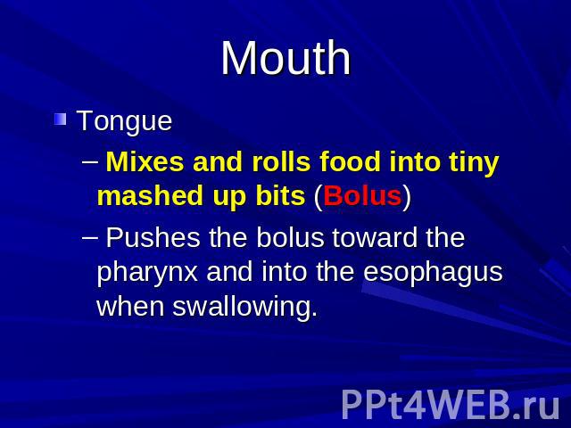 Mouth Tongue Mixes and rolls food into tiny mashed up bits (Bolus) Pushes the bolus toward the pharynx and into the esophagus when swallowing.