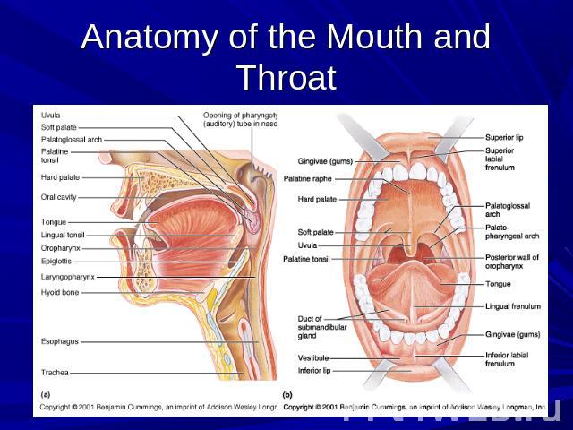 Anatomy of the Mouth and Throat