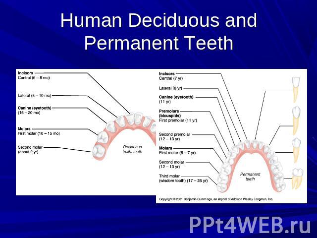 Human Deciduous and Permanent Teeth