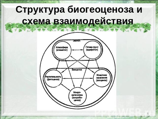 Структура биогеоценоза и схема взаимодействия