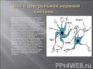 Всё о центральной нервной системе… ЦНС состоит из головного и спинного мозга и и