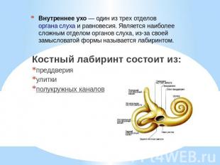 Внутреннее ухо — один из трех отделов органа слуха и равновесия. Является наибол