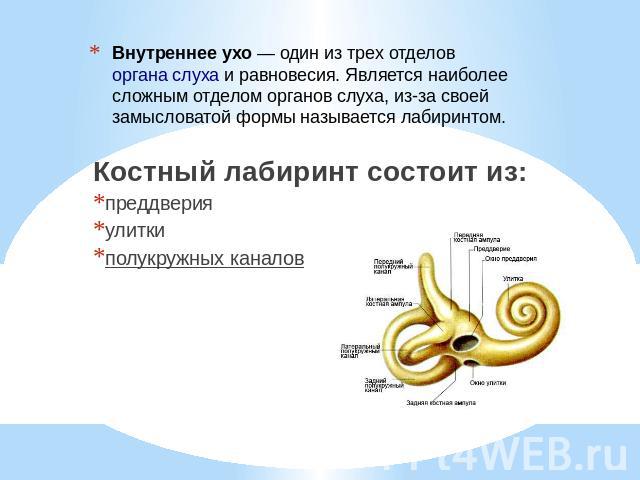Внутреннее ухо — один из трех отделов органа слуха и равновесия. Является наиболее сложным отделом органов слуха, из-за своей замысловатой формы называется лабиринтом. Костный лабиринт состоит из:преддверияулиткиполукружных каналов