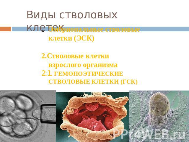 Виды стволовых клеток Эмбриональные стволовые клетки (ЭСК) 2.Стволовые клетки взрослого организма2.1. ГЕМОПОЭТИЧЕСКИЕ СТВОЛОВЫЕ КЛЕТКИ (ГСК) 