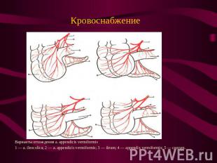 Кровоснабжение Варианты отхождения a. appendicis vermiformis1 — a. ileocolica; 2