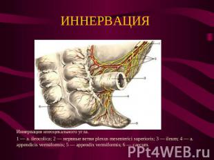 ИННЕРВАЦИЯ Иннервация илеоцекального угла. 1 — a. ileocolica; 2 — нервные ветви