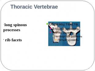 Thoracic Vertebrae long spinousprocesses rib facets