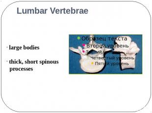 Lumbar Vertebrae large bodies thick, short spinous processes