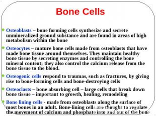 Bone Cells Osteoblasts – bone forming cells synthesize and secrete unmineralized