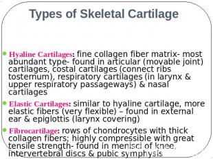 Types of Skeletal Cartilage Hyaline Cartilages: fine collagen fiber matrix- most