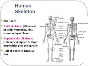 Human Skeleton 206 BonesAxial skeleton: (80 bones) in skull, vertebrae, ribs, st