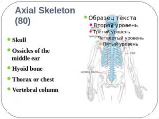 Axial Skeleton (80) Skull Ossicles of the middle earHyoid bone Thorax or chest V