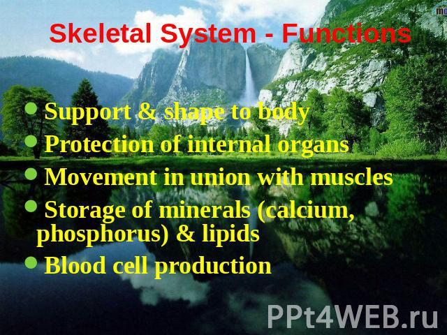 Skeletal System - Functions Support & shape to bodyProtection of internal organsMovement in union with musclesStorage of minerals (calcium, phosphorus) & lipidsBlood cell production