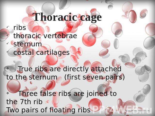 Thoracic cage ribs thoracic vertebrae sternum costal cartilages True ribs are directly attached to the sternum (first seven pairs) Three false ribs are joined to the 7th ribTwo pairs of floating ribs