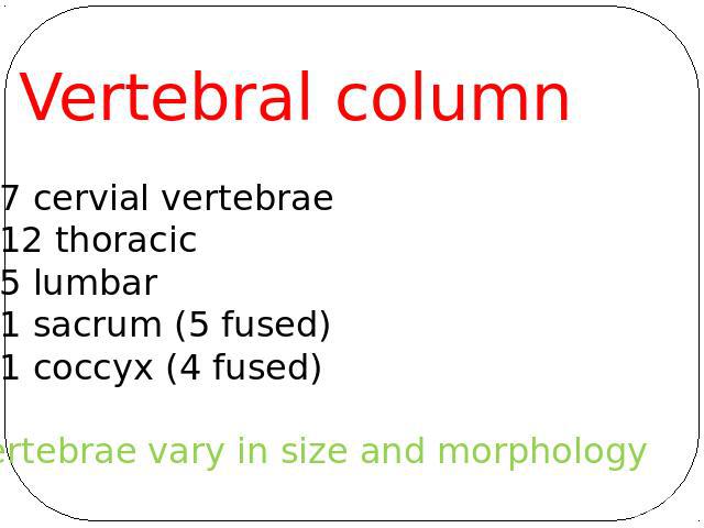 Vertebral column 7 cervial vertebrae 12 thoracic 5 lumbar 1 sacrum (5 fused) 1 coccyx (4 fused)Vertebrae vary in size and morphology