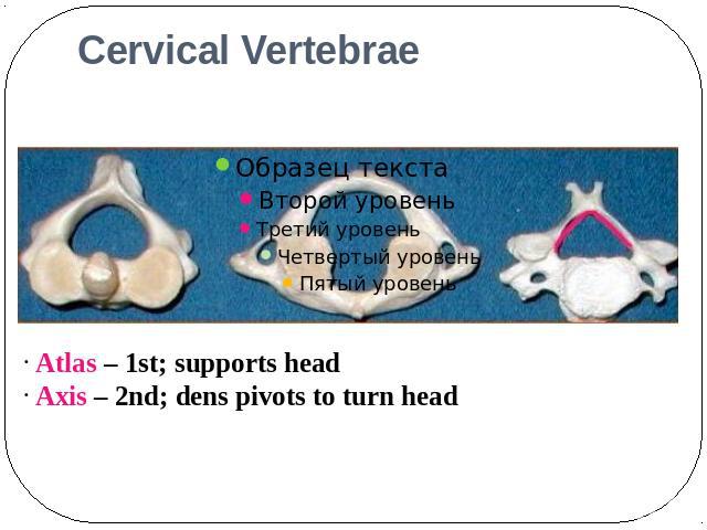 Cervical Vertebrae Atlas – 1st; supports head Axis – 2nd; dens pivots to turn head