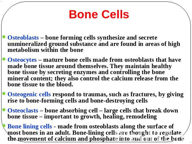 Bone Cells Osteoblasts – bone forming cells synthesize and secrete unmineralized ground substance and are found in areas of high metabolism within the bone Osteocytes – mature bone cells made from osteoblasts that have made bone tissue around themse…