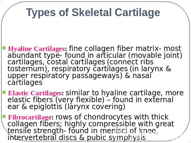 Types of Skeletal Cartilage Hyaline Cartilages: fine collagen fiber matrix- most abundant type- found in articular (movable joint) cartilages, costal cartilages (connect ribs tosternum), respiratory cartilages (in larynx & upper respiratory passagew…