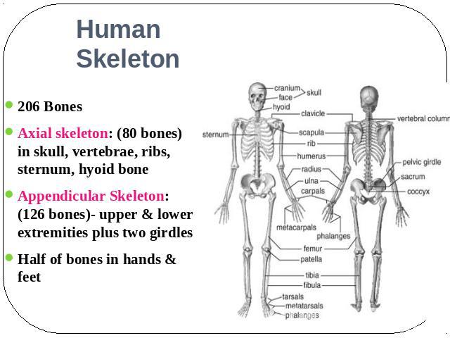 Human Skeleton 206 BonesAxial skeleton: (80 bones) in skull, vertebrae, ribs, sternum, hyoid bone Appendicular Skeleton: (126 bones)- upper & lower extremities plus two girdles Half of bones in hands & feet