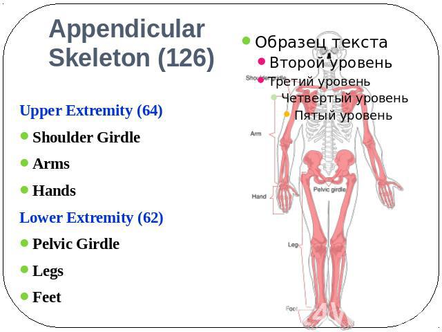 AppendicularSkeleton (126) Upper Extremity (64)Shoulder GirdleArmsHandsLower Extremity (62)Pelvic GirdleLegsFeet