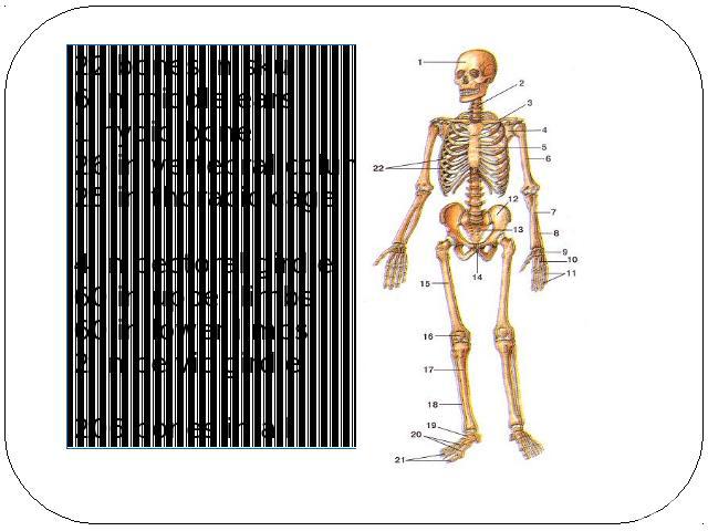 22 bones in skull6 in middle ears1 hyoid bone26 in vertebral column25 in thoracic cage4 in pectoral girdle60 in upper limbs60 in lower limbs2 in pelvic girdle206 bones in all