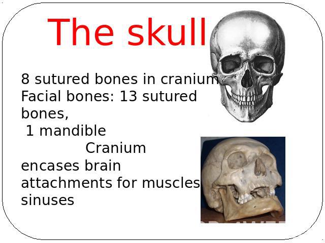 The skull8 sutured bones in craniumFacial bones: 13 sutured bones, 1 mandible Craniumencases brainattachments for musclessinuses