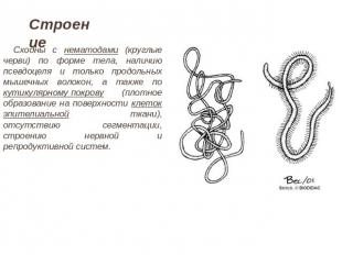 Строение Сходны с нематодами (круглые черви) по форме тела, наличию псевдоцеля и