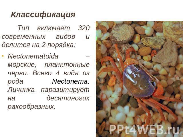 Классификация Тип включает 320 современных видов и делится на 2 порядка:Nectonematoida – морские, планктонные черви. Всего 4 вида из рода Nectonema. Личинка паразитирует на десятиногих ракообразных.