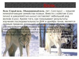 Волк.Волк (Серый волк, Обыкновенный волк, лат. Canis lupus) — хищноемлекопитающе