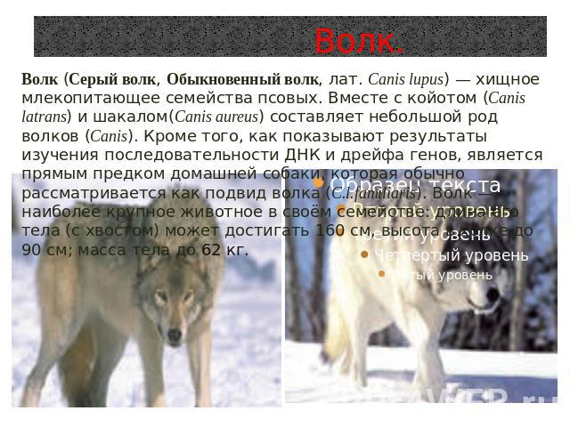 Волк.Волк (Серый волк, Обыкновенный волк, лат. Canis lupus) — хищноемлекопитающее семейства псовых. Вместе с койотом (Canis latrans) и шакалом(Canis aureus) составляет небольшой род волков (Canis). Кроме того, как показывают результаты изучения посл…