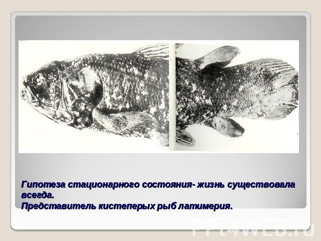 Гипотеза стационарного состояния- жизнь существовала всегда.Представитель кистеперых рыб латимерия.